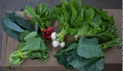 Should you join a CSA this summer?