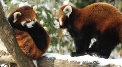 Birds do it, bees do it, red pandas at the Prospect Park Zoo do it (and you can watch)
