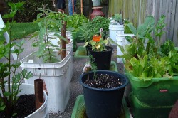 Veggie-growing guide, part 4: putting it all together
