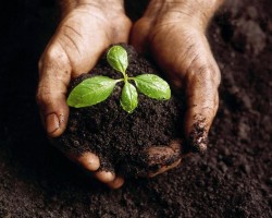 Veggie-growing guide, part 3: soil