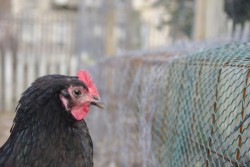 Raise a backyard chicken for your Brooklyn dozen