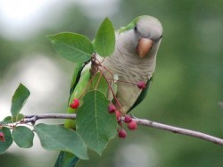CANCELLED: Saturday, see BK’s squawkers on a wild parrot safari