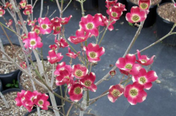 Giveaway: 300 free cherry and dogwood trees tomorrow