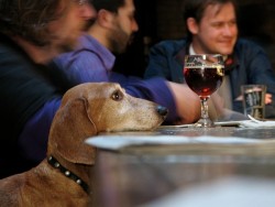 Sit, stay, drink: Dog-friendly bars’ best deals
