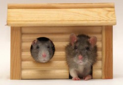 Craigslist freebie of the day: A ratty little home