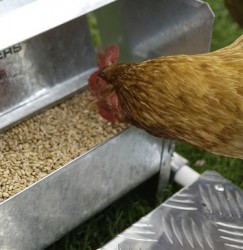 Quick tip: a big clucking deal for chicken owners