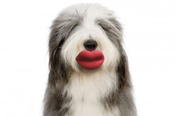 25 gifts under $25, No. 3: Pouty pooch lips