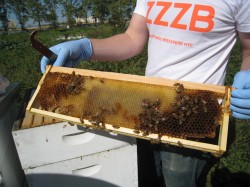 A chance to get your beekeeping hobby really buzzing